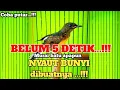 Download Lagu Pancingan murai trotol agar BUNYI NGEPLONG dan bikin murai trotol gacor | asmr bird sounds 23
