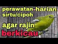 Download Lagu perawatan burung sirtu/cipoh agar rajin berkicau \u0026 tidak mudah sakit