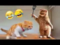 Videos De Risa De Animales 2025 - Perros y Gatos Chistosos - Videos De Animales Graciosos #31