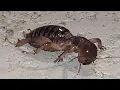 I Found a HUGE Jerusalem Cricket Potato Bug in my Pool