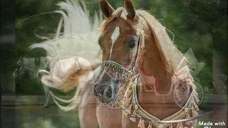 رزق الله على العربيات هدى حداد 