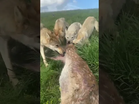Wolves Feast on a Deer Before Someone Steals Their Meal 狼群吃鹿 争分夺秒怕被抢 #animals 【跟着图尔去旅行】