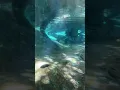 Download Lagu Sonny takes San Diego Zoo!🐟 🐊