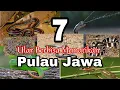 7 Ular Berbisa Mematikan Di Pulau Jawa