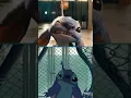 Download Lagu Lilo \u0026 Stitch: Live-Action vs. Animation
