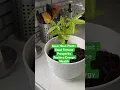 Download Lagu Money Tree Plant For Positive Energy \u0026 Prosperity #amazonfinds #plants #shorts #moneytree #pamdsouza