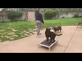 Lionel s Legacy - Old Dogs CAN Learn New Tricks