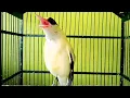 Download Lagu TERAPI ANTI MACET‼️SUARA BURUNG KEPODANG EMAS GACOR kepodang bahan pasti spontan nyaut