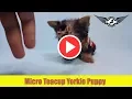 Micro Teacup Yorkie Puppy by PuppyHeaven com