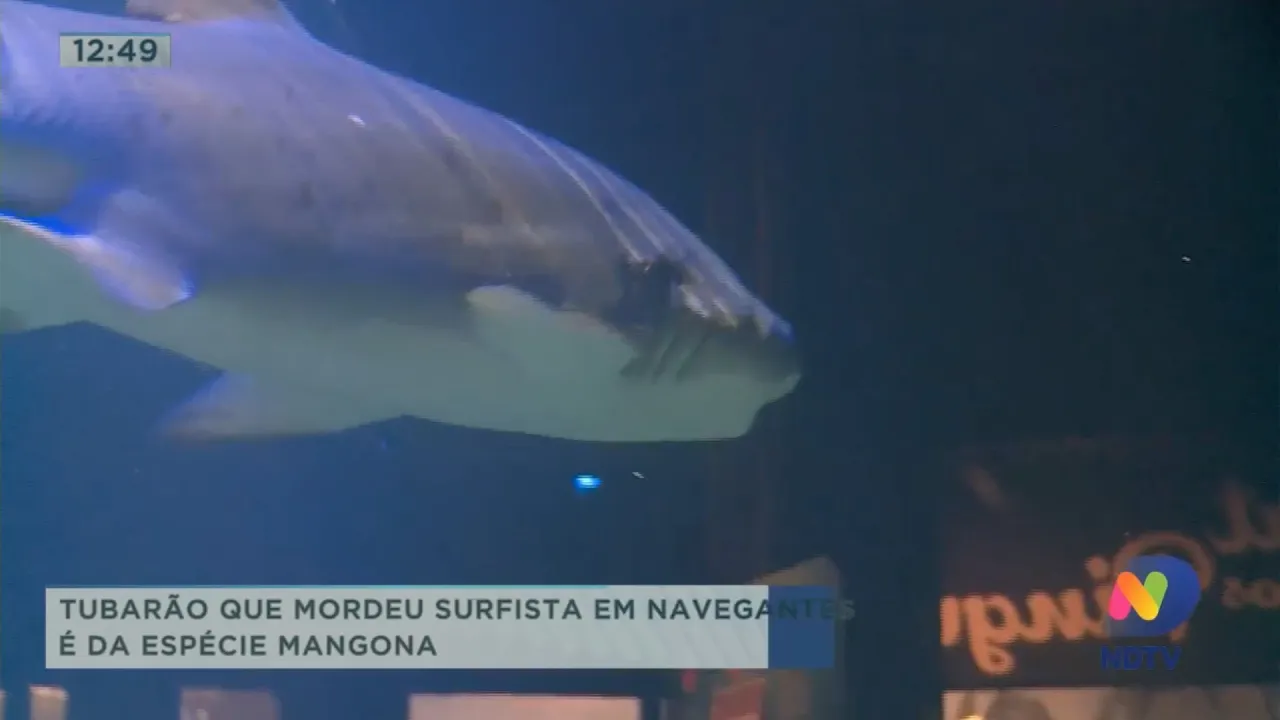 Tubarão que mordeu surfista em Navegantes é da espécie Mangona