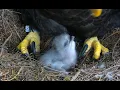 Dollywood Eagle Release