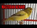 Download Lagu KENARI GACOR SUARA PANCINGAN emosi 🔥🔥🔥🔥 paling efektif untuk kenari gacor \u0026 bahan...