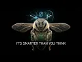 The Secret Intelligence of Bees Math Emotions and Alarm Signal