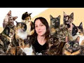 Is Tortitude Real 7 Facts About Tortoiseshell Cats