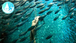 Swimming with Thousands of fish | Raja Ampat Episode 255 (Sailing Catalpa)