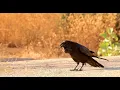 Female raven making different sounds