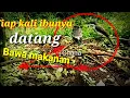 Lagu Anakan burung jinjing batu di alam bebas
