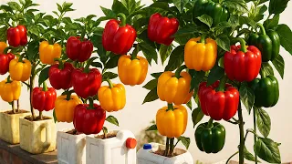 How to Grow Bell Peppers in Plastic Bottles | Easy & Productive Balcony Gardening