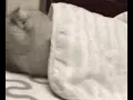 sleeping cat GIF