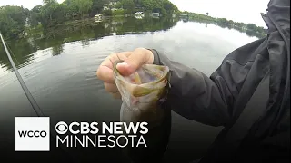 How does the DNR count fish in lakes