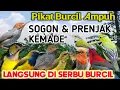 Download Lagu Suara Pikat Burcil Sogon Prenjak \u0026 Kemade Ribut Paling Ampuh 2025
