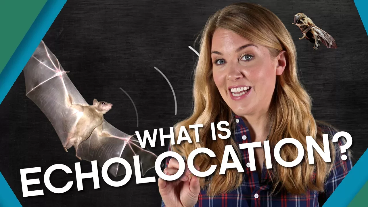 What Is Echolocation? | BBC Earth Explore