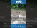 Download Lagu Kepala Ular Masuk Botol Kaleng