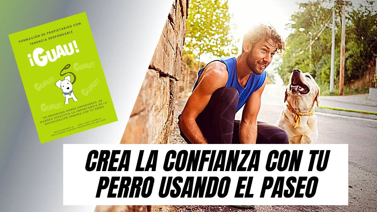 Crea confianza con tu engreído usando el paseo