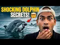Dolphins Intelligent Sociable or Dangerous