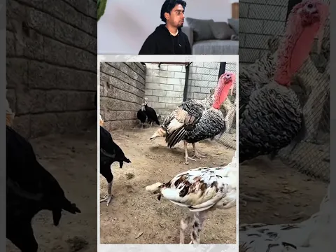 Turkey birds dinosaur ban gea shehr main dihat