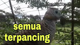 perkutut lokal gacor panggilan perkutut merbok