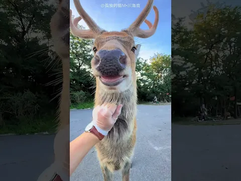Le cerf a trouvé son masseur préféré ! 😂🦌