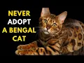 This Is Why You Shouldn t Get A Bengal Cat
