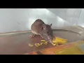 eating banana