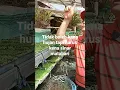 Lagu Tanam Azolla Lemna di Nampan