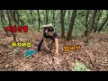 Download Lagu 밤버섯 그리고 까치버섯이 나오면 1주일후 능이버섯 시작됩니다 
