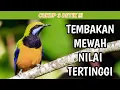 Download Lagu CUCAK CUNGKOK GACOR FULL TEMBAKAN NILAI TERTINGGI DI ARENA LOMBA|MASTERAN CUCAK CUNGKOK GACOR