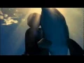 ~  Dolphin  Tale  ~  (winter's original video )