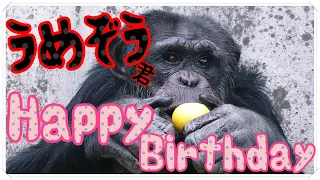 ウメちゃんハッピーバースデー🎂
