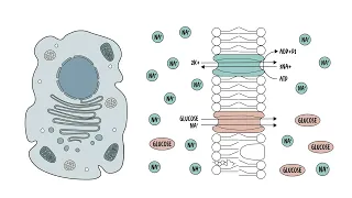 The cell membrane plasma membrane structure function and components