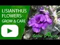Lisianthus flower - grow care Eustoma Amazing cut-flower