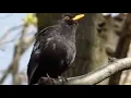 Suara burung black bird bikin murai langsung bunyi
