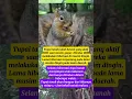 Download Lagu Tupai tanah yang Menawan, #fypshorts  #faktaunik  #tupaitanah
