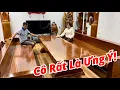 Download Lagu 🟢Vợ Đi Mua Bàn Ghế Nguyên Khối Không Hỏi Chồng và Cái Kết Bất Ngờ | gỗ Việt Bắc