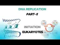 DNA Replication part 2 Eukaryotes Initiation Molecular Biology