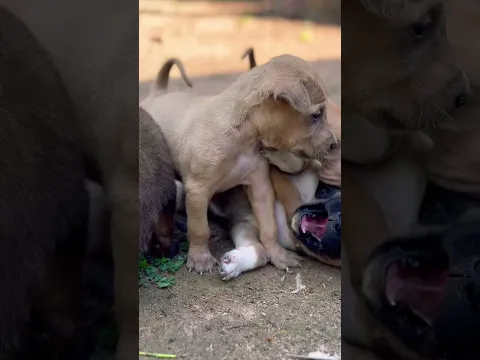 Dogs in the countryside, Lovely puppies, Cute puppy 🐶