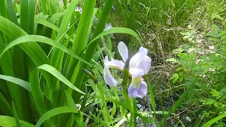 Capital Naturalist Yellow vs Blue Flag Iris