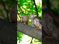 Download Lagu Anak burung kukuk menyerang induk penggantinya, burung pengoceh hutan, untuk mendapatkan makanan #fotografiburung #makanan #alam