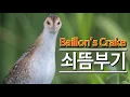 Download Lagu Baillon's Crake 쇠뜸부기 최종