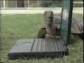 Comcast High Speed Internet Commercial - Turtle